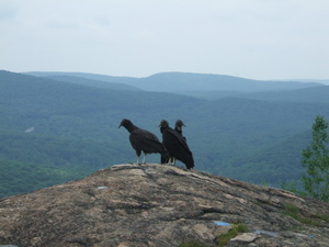 Appalachian Trail Birds Appalachian Trail Birds
