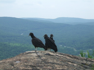 Appalachian Trail Birds Appalachian Trail Birds