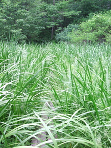 Appalachian Trail Grass Appalachian Trail Grass