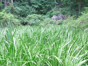 Appalachian Trail Grass Appalachian Trail Grass