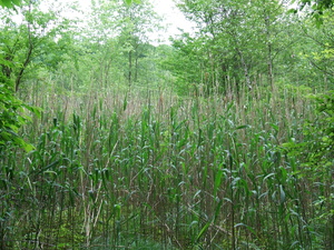 Appalachian Trail Appalachian Trail