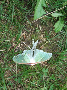 Appalachian Trail Butterfly Appalachian Trail Butterfly