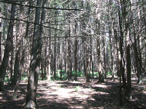 Appalachian Trail Appalachian Trail