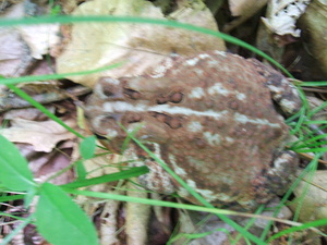 Appalachian Trail Toad Appalachian Trail Toad