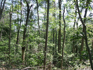 Appalachian Trail Appalachian Trail