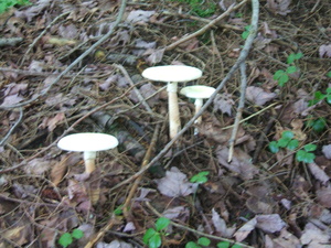 Appalachian Trail Mushrooms Appalachian Trail Mushrooms