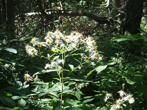 Appalachian Trail White flowers Appalachian Trail White flowers