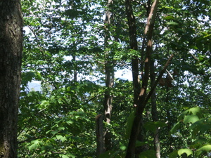 Appalachian Trail Appalachian Trail