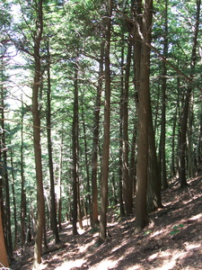 Appalachian Trail Appalachian Trail