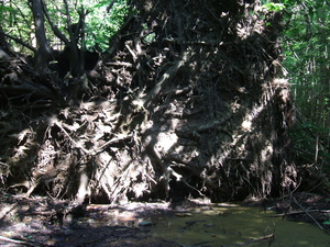 Appalachian Trail Tree roots Appalachian Trail Tree roots