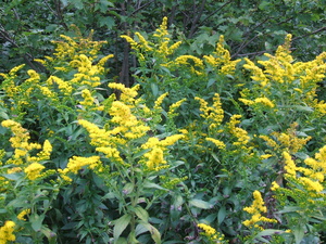 Appalachian Trail Yellow Flowers Appalachian Trail Yellow Flowers