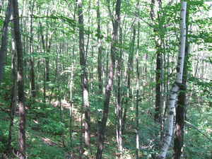 Appalachian Trail Appalachian Trail