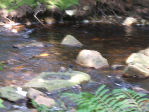 Appalachian Trail Sound Recording Appalachian Trail Sound Recording