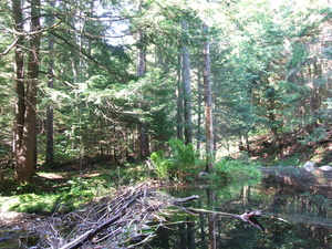 Appalachian Trail Beaver Dam Appalachian Trail Beaver Dam