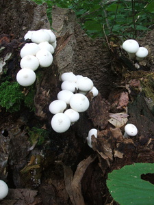 Appalachian Trail Mushrooms Appalachian Trail Mushrooms