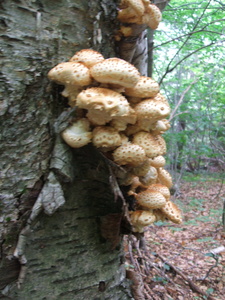 Appalachian Trail Fungus Appalachian Trail Fungus
