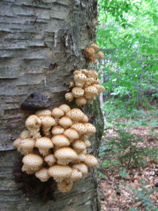 Appalachian Trail Fungus Appalachian Trail Fungus