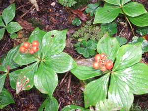 Appalachian Trail Berries Appalachian Trail Berries