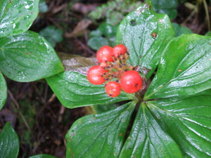 Appalachian Trail Berries Appalachian Trail Berries