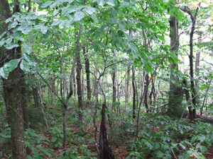 Appalachian Trail Appalachian Trail