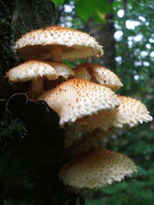 Appalachian Trail Mushrooms Appalachian Trail Mushrooms