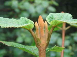 Appalachian Trail Appalachian Trail