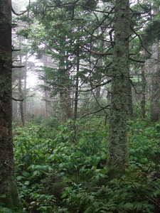 Appalachian Trail Appalachian Trail