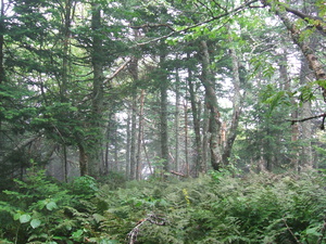 Appalachian Trail Appalachian Trail