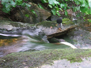 Appalachian Trail Sound Recording Appalachian Trail Sound Recording