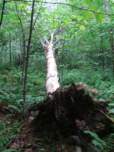 Appalachian Trail Downed tree Appalachian Trail Downed tree
