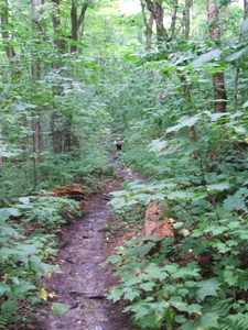 Appalachian Trail Appalachian Trail
