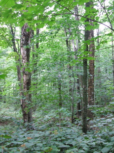 Appalachian Trail Appalachian Trail