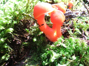 Appalachian Trail Fungus Appalachian Trail Fungus