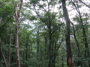 Appalachian Trail Appalachian Trail