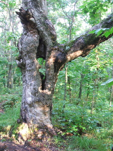 Appalachian Trail Interesting Tree Appalachian Trail Interesting Tree