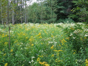 Appalachian Trail Meadow Appalachian Trail Meadow