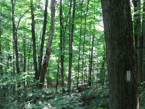Appalachian Trail Appalachian Trail