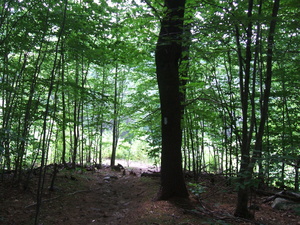 Appalachian Trail Appalachian Trail