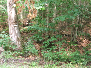 Appalachian Trail Appalachian Trail