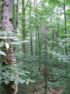 Appalachian Trail Appalachian Trail