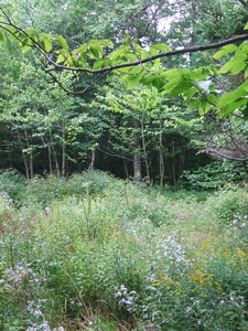 Appalachian Trail Appalachian Trail