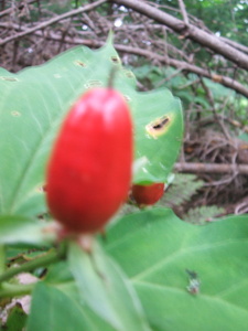 Appalachian Trail Appalachian Trail