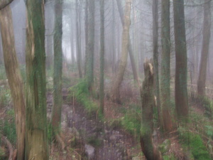 Appalachian Trail Interesting texture Appalachian Trail Interesting texture