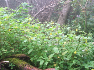 Appalachian Trail Appalachian Trail