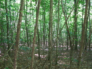 Appalachian Trail Appalachian Trail