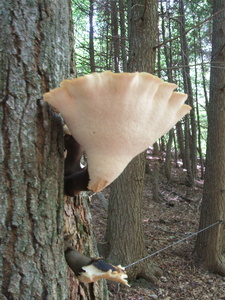Appalachian Trail Fungus Appalachian Trail Fungus