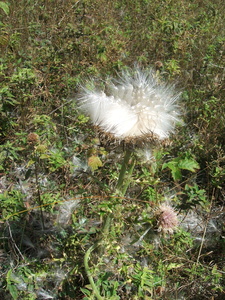 Appalachian Trail Appalachian Trail