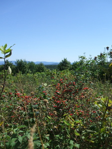 Appalachian Trail Berries Appalachian Trail Berries