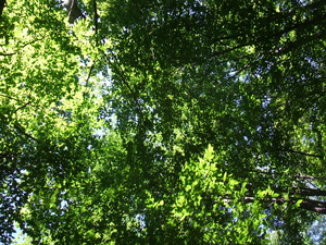 Appalachian Trail Appalachian Trail