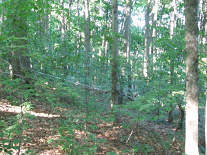 Appalachian Trail Maple sap collection tubes Appalachian Trail Maple sap collection tubes